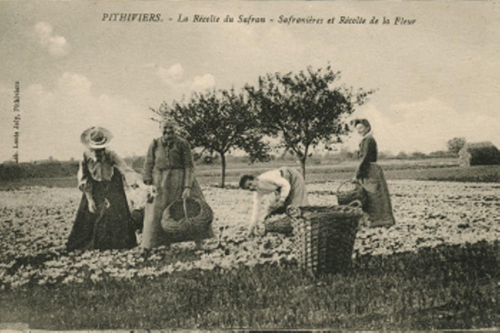 La récolte du safran