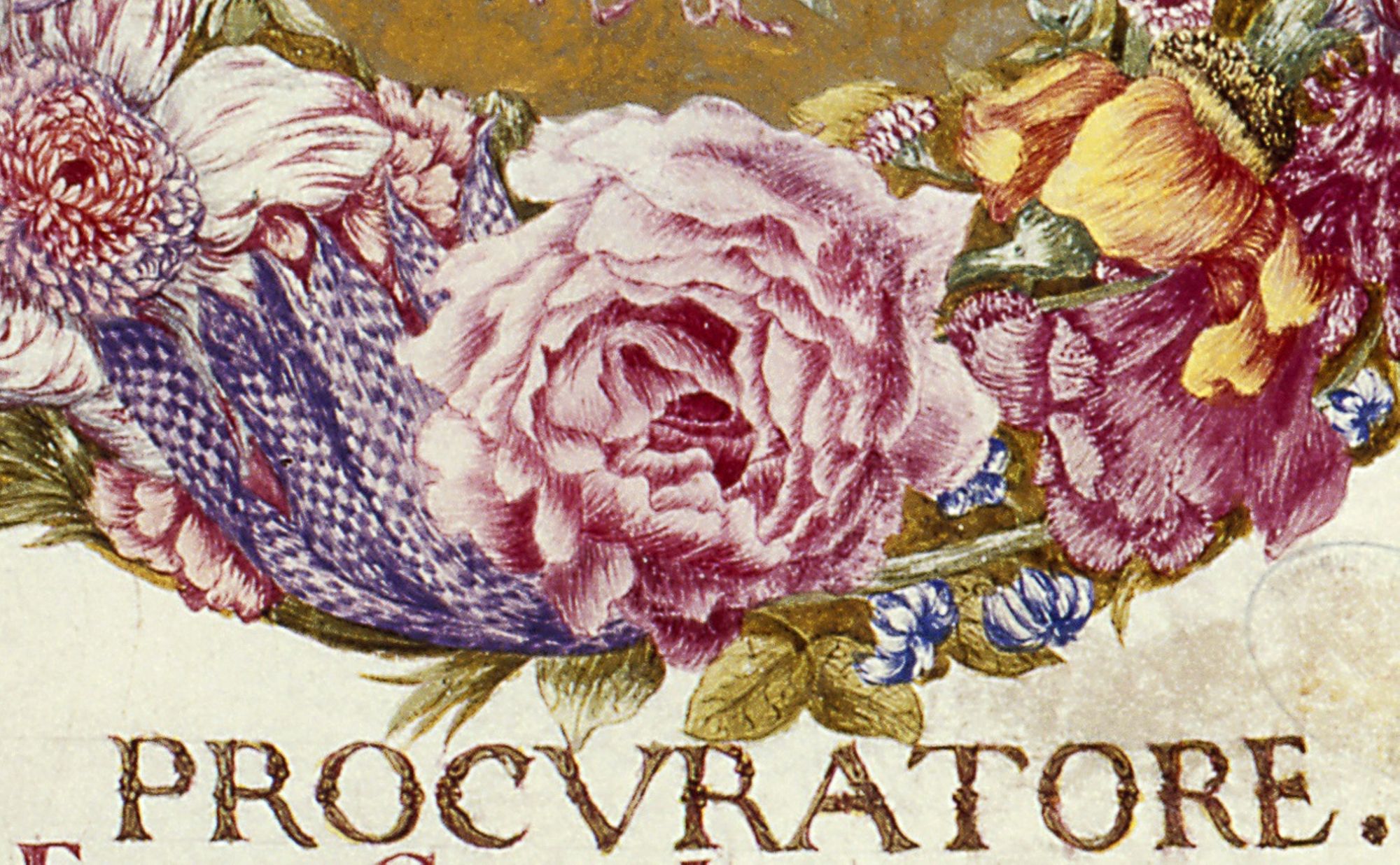 Doc à la une en vidéo : pot pourri à la rose