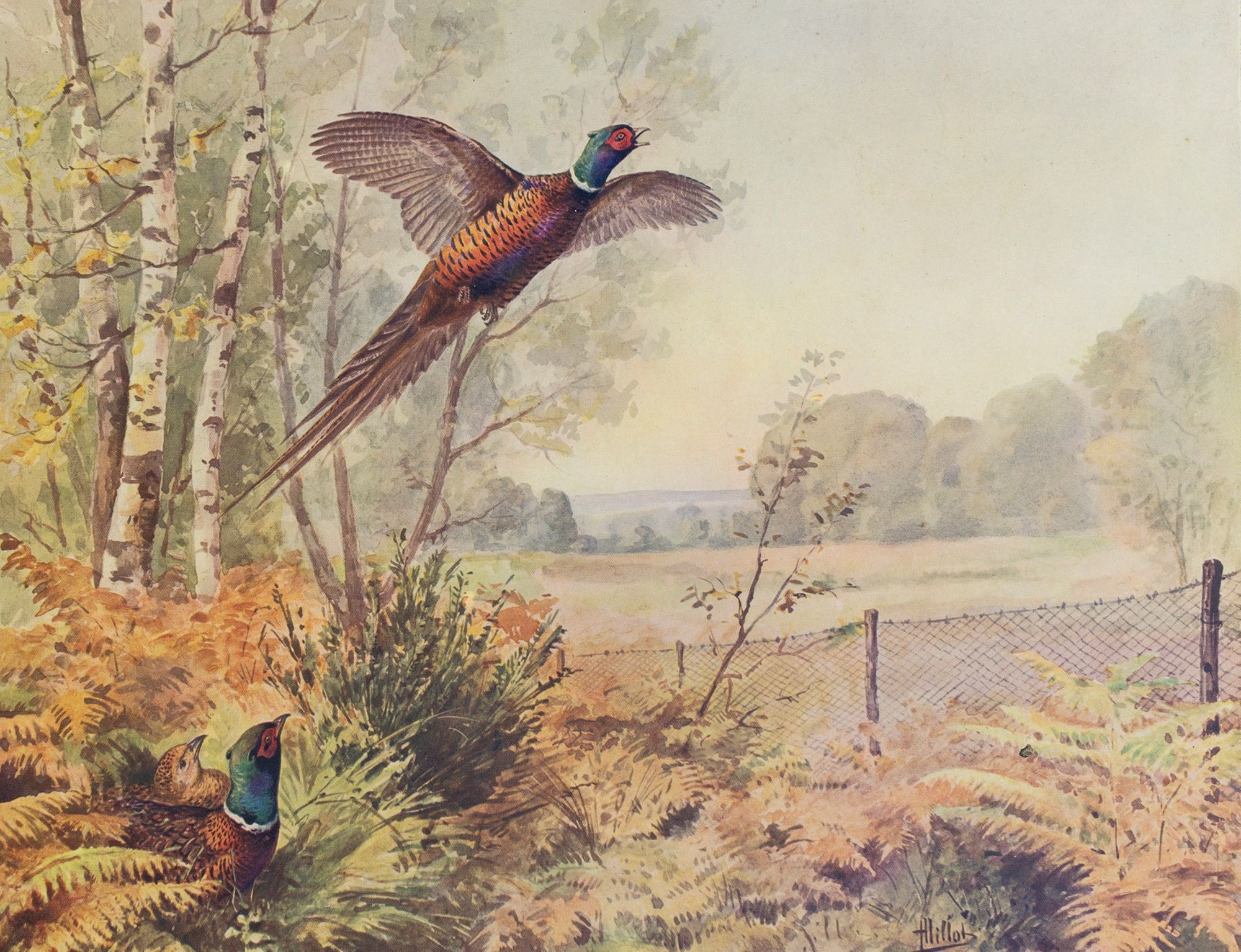 Les faisans, Saint-Hubert et la justice