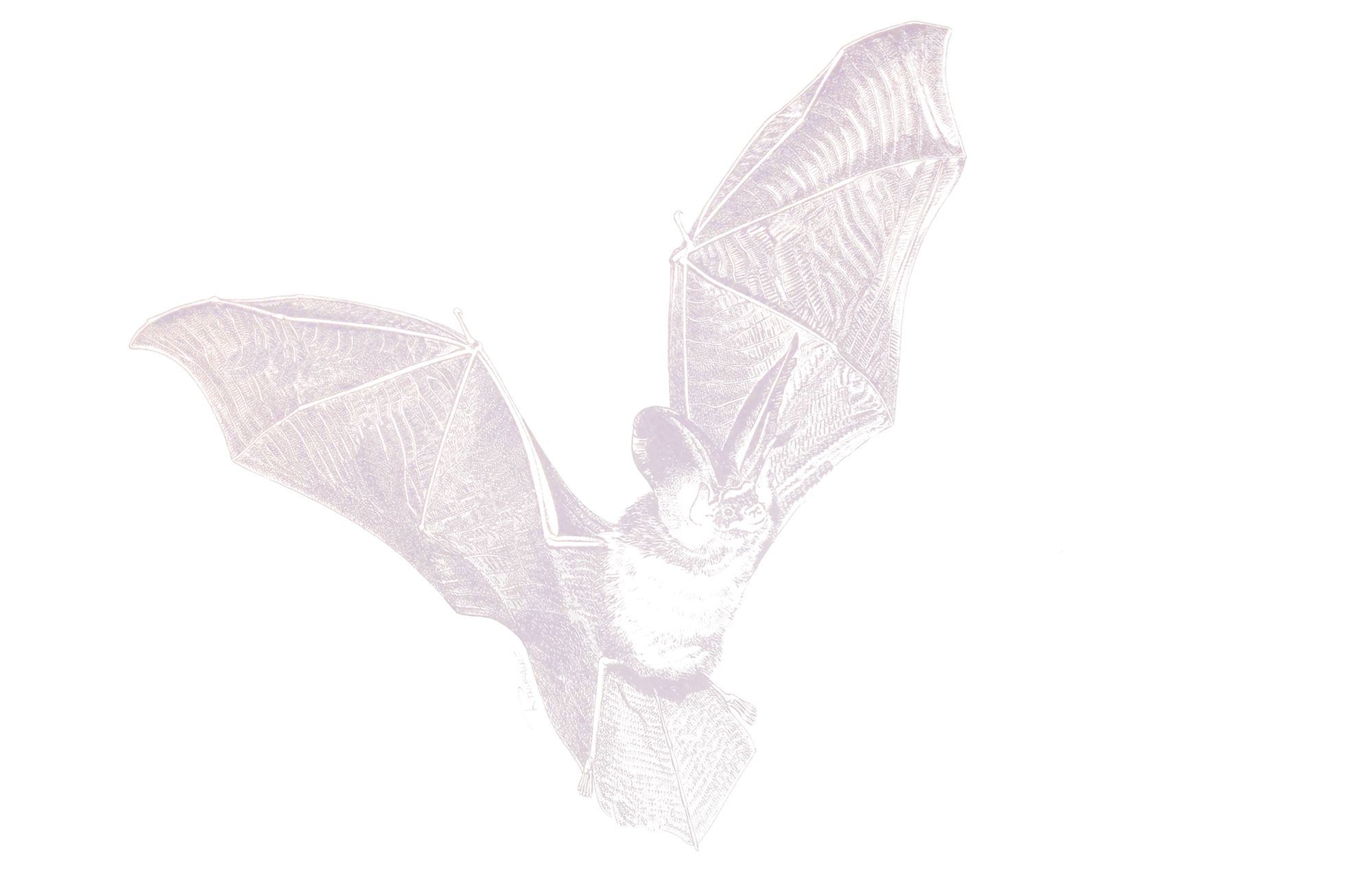 Atelier  : Création de gîte à chauve-souris - à partir de 10 ans