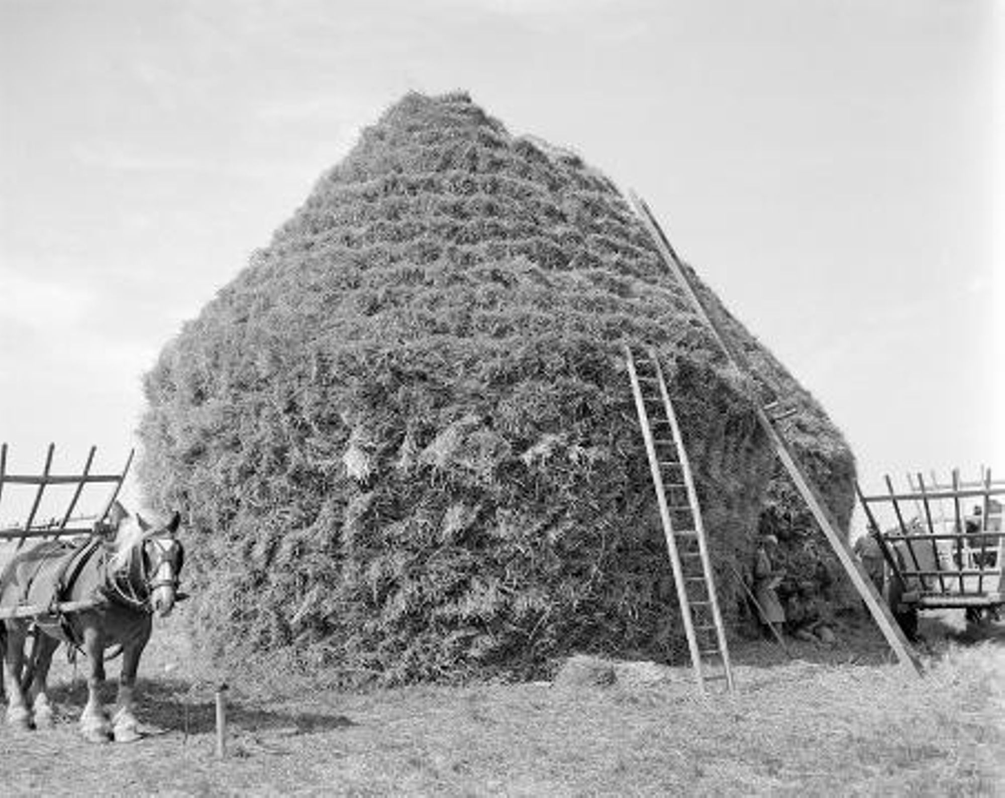 Pithiviers-le-Vieil. Meules de paille. (août 1965)