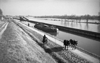 Péniches halées par des ânes, Saint-Jean-de-Braye, milieu XXe siècle.